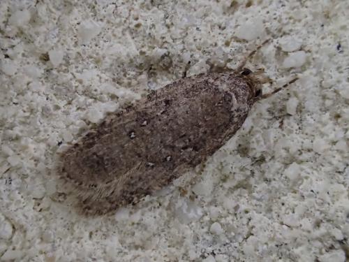 Réf. 300 424 : Agonopterix sp.